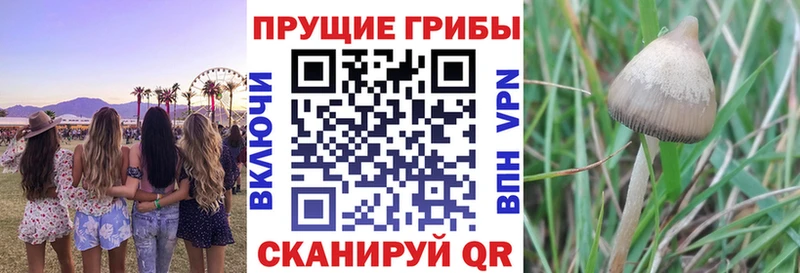 Купить  Симферополь  Псилоцибиновые грибы мицелий 